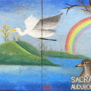 2021-sq201-by-Madison-Coan-for-Sacramento-Audobon-Society