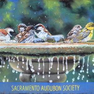 sq81-by-Andrea-Johnston-for-Sacramento-Audubon-Society